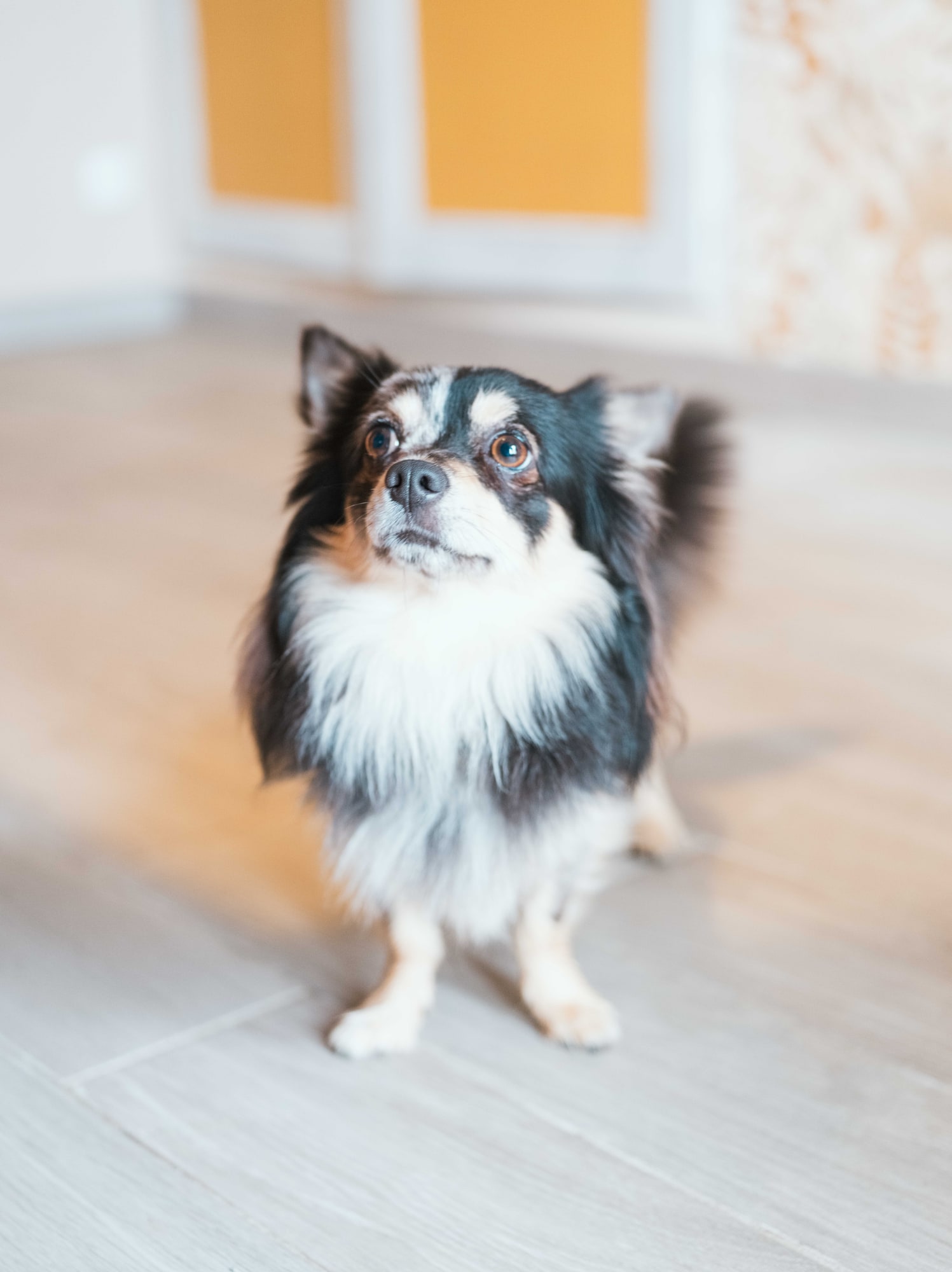 Le petit chien de la famille pendant les préparatifs du mariage, mariage au Château de Moliens, par Jean-Baptiste Argyre (Jaysphotography)