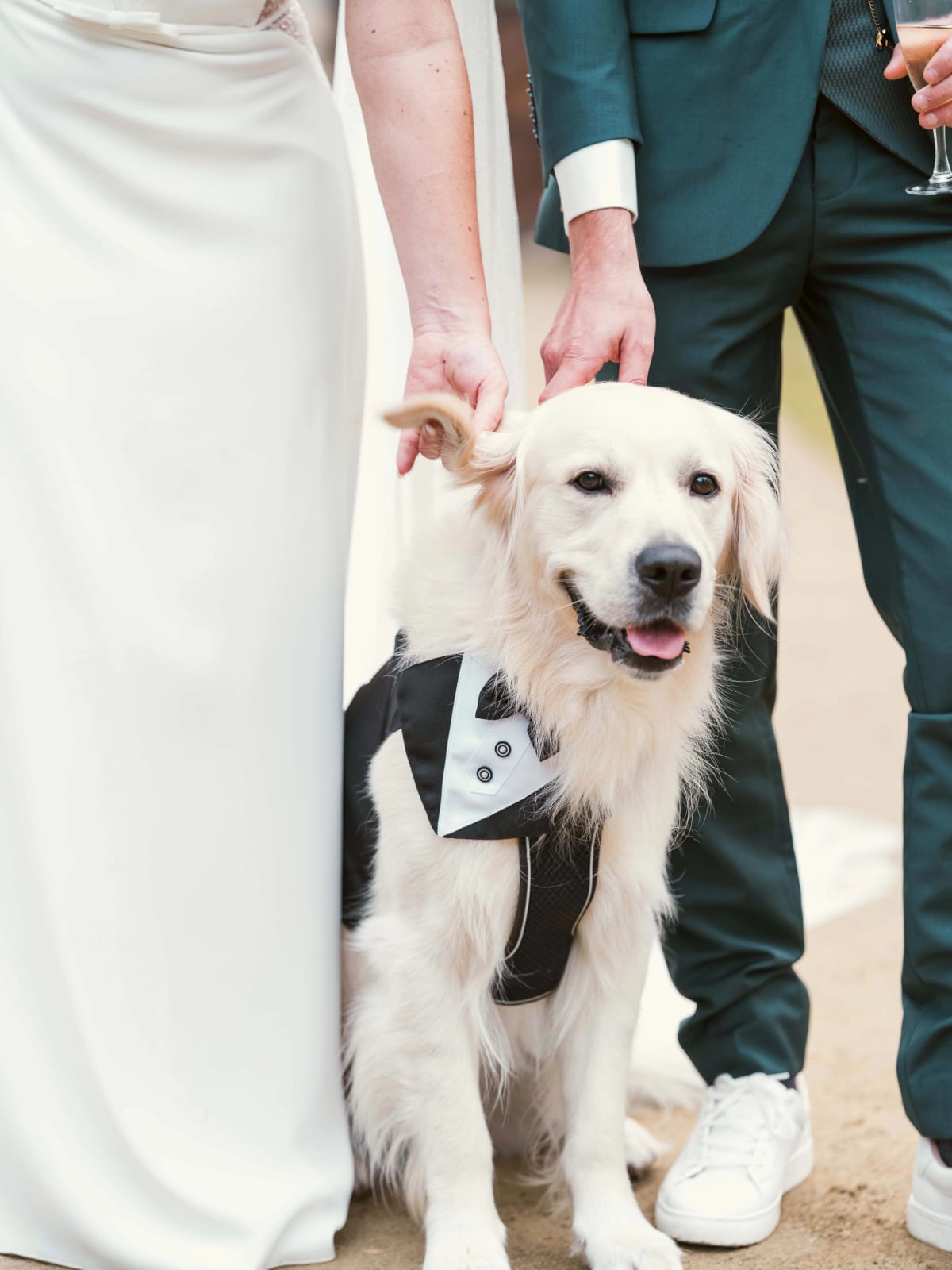 Gros plan sur le golden retriever en plastron de smoking assis entre la robe de la mariée et le costume vert du marié, mariage à l'Abbaye de Longpont, par Jean-Baptiste Argyre (Jaysphotography)